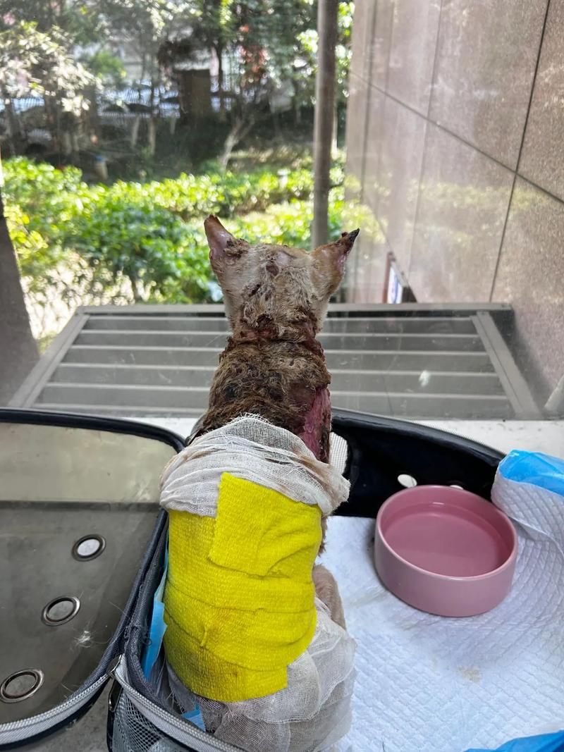 猫掉进火锅烫伤9人,猫不小心被烫到怎么办